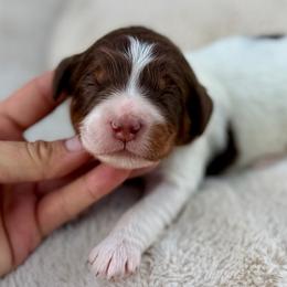 Red collar boy - Brown and white male Bernedoodle puppy in Colorado Springs, Colorado from Mercy Mountain Bernedoodles