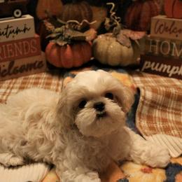 Shih Tzu Puppies from The Townsend Tzu