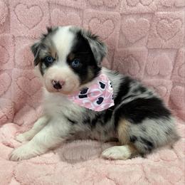 Smokeye Hill - Blue merle male Australian Shepherd puppy in Camp Verde, Arizona from Bullet & Whiskey’s Pups