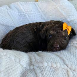 Marlowe - Phantom female Bernedoodle puppy in Russell Springs, Kentucky from 270 Doodles