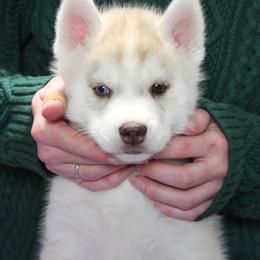 Graham - Red and white male Siberian Husky puppy in Northglenn, Colorado from Northern Staar Kennel