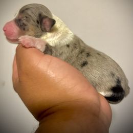 Sprinkles - Blue merle female Aussiedoodle puppy in Los Angeles, California from LA’s Favorite Puppies