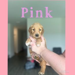 Pink Girl - Golden female Golden Retriever puppy in Ocala, Florida from Hidden Oaks Golden Retrievers