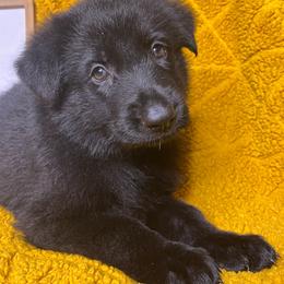 Emily - Black female German Shepherd puppy in Mc Minnville, Tennessee from Hobbs Family Shepherds