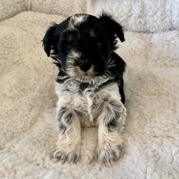 Miniature Schnauzer Puppies from A.R Miniature Schnauzers