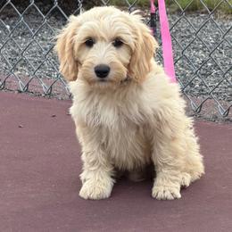 Boy 2 - Gold male Australian Cobberdog puppy in Dover Foxcroft, Maine from Faberge Australian Cobberdog