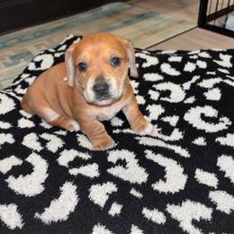 Darla - Red female Dachshund puppy in Magnolia, Texas from Little Honey’s Dachshunds