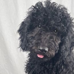 Ju Ju - Black Bernedoodle puppy in Kansas City, Missouri from Kansas City Doodles