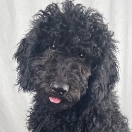Ju Ju - Black Bernedoodle puppy in Kansas City, Missouri from Kansas City Doodles