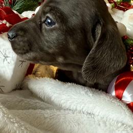 Dachshund Puppies from Jeff & Joette