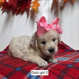 Dulci girl 2 - Light golden female Golden Retriever puppy in Niles, Michigan from Composer Goldens