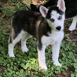 Siberian Husky Puppies from Mill Creek Siberian Huskies