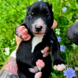 Ontario - Black female Siberian Husky puppy in Addison, Michigan from Gray Run Siberian Huskies