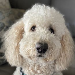 Goldendoodles and Poodles from Hamrick Standards