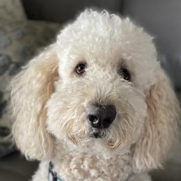 Goldendoodles and Poodles from Hamrick Standards