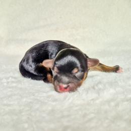 Shadow - Black and tan male Yorkshire Terrier puppy in Blacksburg, South Carolina from Hess Pooches LLC