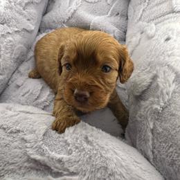 Rollo - Red male Cavapoo puppy in Mooresville, North Carolina from Clearview Canines