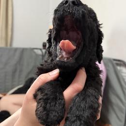 Poodle Puppies from Risa Poodles
