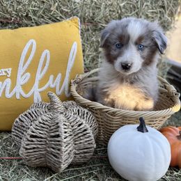 Australian Shepherd puppies from Zermeno Ranch
