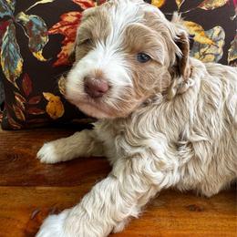 Expo - Caramel cream female Labradoodle puppy in Camden, North Carolina from Oopsie Doodles of NC