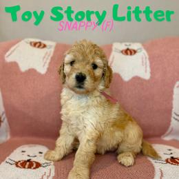 Snappy - Apricot female Goldendoodle puppy in Houston, Texas from Golden Life Doodles