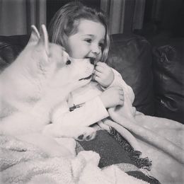 Siberian Husky Puppies from TreeLine Siberians