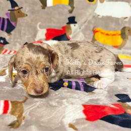 Chocolate and tan Dapple Piebald Male Smooth - Chocolate and tan male Dachshund puppy in Cleveland, Tennessee from Kelly's Doxie Farm
