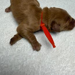 Buck (red boy) - Dark golden male Golden Retriever puppy in Stigler, Oklahoma from Red MAX Golden Retrievers