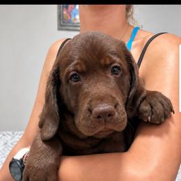 Yellow - Chocolate female Labrador Retriever puppy in Wauconda, Illinois from Oksana's Labrador Retrievers