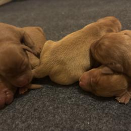 Male 2 - Yellow male Labrador Retriever puppy in Wardensville, West Virginia from Sager’s Labrador Puppies