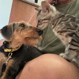 Airedale Terrier Puppies from Blue Ridge Airedale's of Virginia