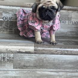 Bulldog and Pug Puppies from Love that bulldog lewter family