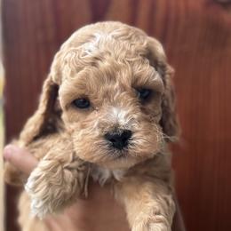 Boy 1 - Red roan male Cockapoo puppy in Waco, Texas from Cedar Ranch