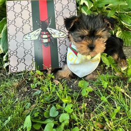 Yorkshire Terrier Puppies from Pretty Little Yorkies