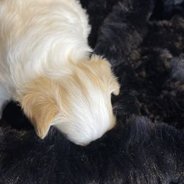 River - Piebald male Morkie puppy in Bennettsville, South Carolina from Cottonwood Maltese