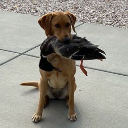 Labrador Retrievers from Steed's Labs