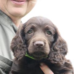 Boykin Spaniel Puppies from Bayhill Boykins