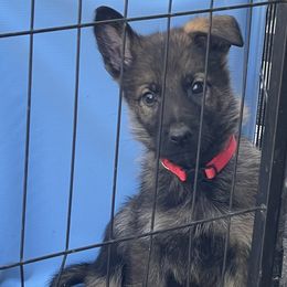 Red collar male - Sable male German Shepherd puppy in Pahrump, Nevada from Wachhund Kennels