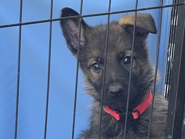 Red Collar, sable German Shepherd puppy