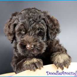 Mars - Chocolate male Australian Labradoodle puppy in Billings, Montana from Doodle Around