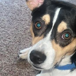 Dachshunds and Russell Terriers from Kirsten’s Puppies