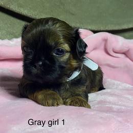 Girl 1 - Sable female Shih Tzu puppy in Zeigler, Illinois from Dandy Little  Shih Tzu, Shih Poo's and Toy Poodles