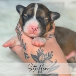 Stuffing - Sable and white male American Corgi puppy in Greenwood, Indiana from Witch Creek Corgis