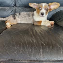 Cardigan Welsh Corgi and Pembroke Welsh Corgi Puppies from Victory Crown