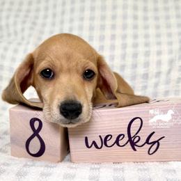 Oscar AKC Short Hair Shaded Cream - Cream male Dachshund puppy in South Easton, Massachusetts from Depot Dachsies