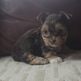 Boy 1 - Chocolate, tan and white male Yorkshire Terrier puppy in Colton, Oregon from Yorkies & More R US