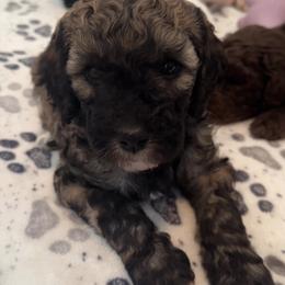 Boy 5 - Sable Poodle puppy in Stuart, Florida from AKC/Excellent + Good OFA Sweet Delightful Poodles