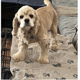 Louie - Cocker Spaniel
