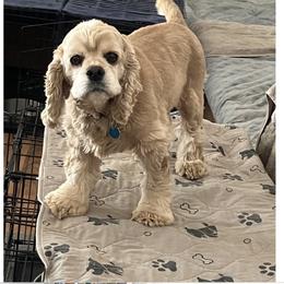Louie - Cocker Spaniel