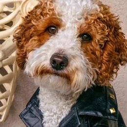 Poodles from Miss B's Perfect Poodles